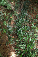 Phymatarum borneense along a forest stream, Gunung Mulu NP, Sarawak, Borneo