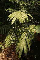 Phymatosorus membranifolius on earth bank exhibiting the deeply raised protuberances enclosing the sunken sori, Sekar Langit waterfall, Magelang, Java