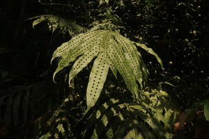 Phymatosorus membranifolius, upper frond surface with the deeply raised protuberances enclosing the sunken sori, Sekar Langit waterfall, Magelang, Java