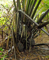 Phytelephas seemannii, big coalescent fruits clustered at the base of the oldest leaves, Terco, Nuqui, Choco, Colombia