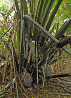 Phytelephas seemannii, big coalescent fruits clustered at the base of the old leaves, Terco, Nuqui, Choco, Colombia