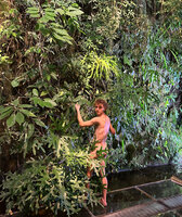 Pierre Fortune on the Christarium, holding a leaf of Ficus parietalis and partly hidden by Heptapleurum (syn. Schefflera) schizophylla