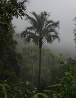 Pigafetta elata and Pandanus sp. in cloud forest,1200 m asl, Wara Barat, Palopo, South Sulawesi