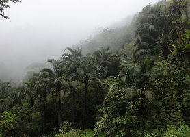 Pigafetta elata population in a gap of the cloud forest,1200 m asl, Wara Barat, Palopo, South Sulawesi