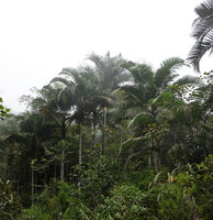 Pigafetta elata population mixed with Mussaenda and Alpinia species in a gap of the cloud forest,1200 m asl, Wara Barat, Palopo, South Sulawesi