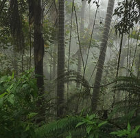 Pigafetta elata stipes in cloud forest understory,1200 m asl, Wara Barat, Palopo, South Sulawesi