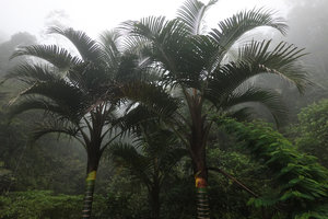 Pigafetta elata, two crowns in the cloud forest,1200 m asl, Wara Barat, Palopo, South Sulawesi