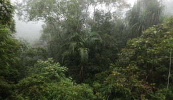 Pigafetta elata with Pandanus, Macaranga and bamboos in cloud forest gap,1200 m asl, Wara Barat, Palopo, South Sulawesi