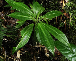 Pilea cuneata, dark green secondary veins, Rondon ridge, 2000 m asl, Mount Hagen, Papua New Guinea