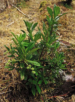 Pilea cuneata flowering in a quite exposed area, Kumul, 2800 m asl, Mount Hagen, Papua New Guinea