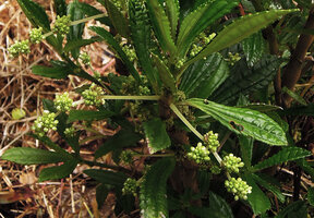 Pilea cuneata, long pedunculate inflorescences, Kumul, 2800 m asl, Mount Hagen, Papua New Guinea