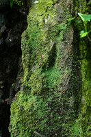 Pilea depressa, a tiny leaved form carpeting a seeping shaded rock, La Farola, Baracoa, Cuba