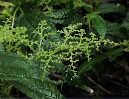 Pilea effusa, large umbrella shaped inflorescence, Tari, 2000 m asl, Hela, Papua New Guinea
