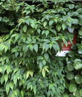 Pilea matsudai, Pilea peperomioides and Elatostema umbellatum on the Vertical Garden of the Green Hotel, Paris