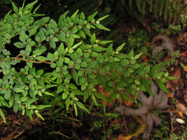 Pilea nutans, anisophylly on plagiotropic shoots, Manu NP, 2000 m, Peru