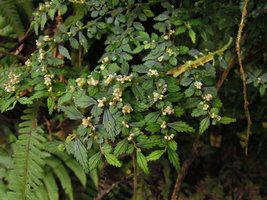 Pilea nutans, flowering stems, Manu NP, 2000 m, Peru