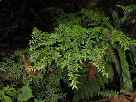 Pilea nutans, plagiotropic phyllomorphic branch complexe, Manu NP, 2000 m, Peru