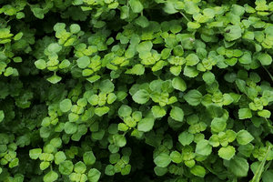 Pilea peploides on the vertical garden, close up, Shinkansen station, Yamaguchi, Japan