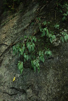 Pilea plataniflora dehydrated, Taroko, Taiwan