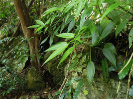 Pilea plataniflora, on a limestone boulder in forest understory, Xishuangbanna, China