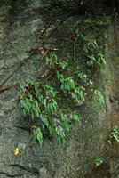 Pilea plataniflora partly dehydrated on vertical rock surface, Taroko, Taiwan