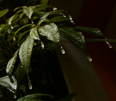 Pilea rotundinucula, stalactites at leaf apices in the patio
