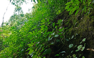Pilea pterocaulis, a mostly vegetative population covering a mossy vertical rock, Poring, Mt Kinabalu NP, 500 m asl, Sabah, Borneo