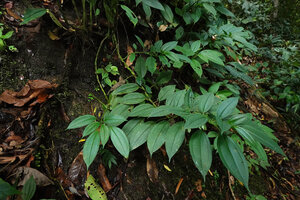 Pilea pterocaulis, anisophyllous plagiotropic stem hanging from a vertical mossy rock, Poring, Mt Kinabalu NP, 500 m asl, Sabah, Borneo