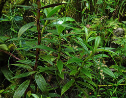 Pilea pterocaulis, purple stemmed and green stemmed forms, Mt Kinabalu NP, 1600 m asl, Sabah, Borneo
