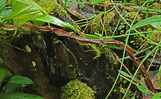 Pilea pterocaulis, winged stem hence a good species name, Mt Kinabalu NP, 1600 m asl, Sabah, Borneo