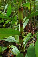 Pilea pterocaulis, winged stem hence the species name, Mt Kinabalu NP, 1600 m asl, Sabah, Borneo