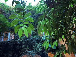 Pilea rotundinucula in the patio