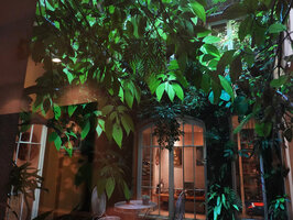 Pilea rotundinucula, leaf transparency on the patio vertical garden