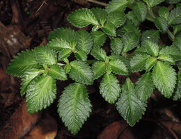 Pilea schlechteri, leaf venation pattern, Kumul, 2800 m asl, Mount Hagen, Papua New Guinea