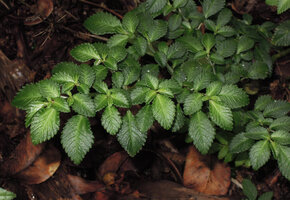 Pilea schlechteri leaves, Kumul, 2800 m asl, Mount Hagen, Papua New Guinea