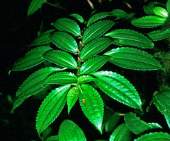 Pilea angulata, plagiotropic shoot exhibiting shade avoidance in the opposite leaves due to differential petiole length and blade direction, Mt Kinabalu, Borneo
