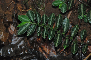 Pilea sp. prostrate on the soil, similar to the Asian Elatostema repens, La Selva, Tenorio, Costa Rica