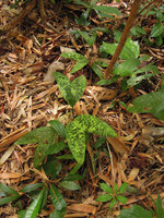 Pinanga maculata leaves close-up, El Nido, Palawan, Philippines