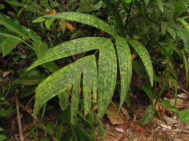 Pinanga maculata, El Nido, Palawan, Philippines