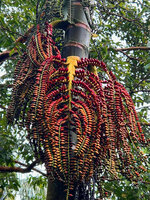 Pinanga insignis, infructescence with bright red fruits, Balinsasayao Twin Lakes, Negros Oriental, Philippines
