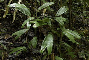 Pinanga lepidota, Deramakot FR, Sabah, Borneo