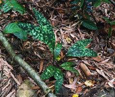 Pinanga maculata, young blotched and thus cryptic individual, El Nido, Palawan, Philippines