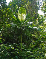 Pinanga rumphiana at forest edge, Manusela NP, Seram, Moluccas