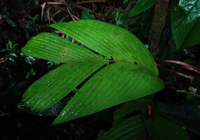 Pinanga rumphiana, first divisions in the leaf of a juvenile individual, Masihulan, Seram, Moluccas