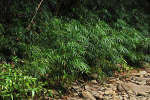 Pinanga tenella clumps, rheophytic on the Temburong river banks, Brunei, Borneo