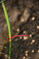 Pinanga tenella, red inflorescence on the Temburong river banks, Brunei, Borneo