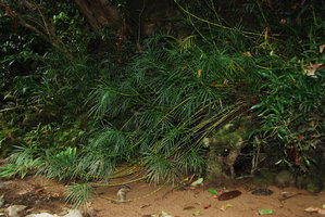 Pinanga tenella, rheophytic on the Temburong banks, Brunei, Borneo