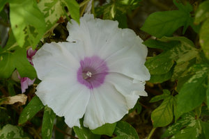 Pink and White Asagao (Ipomoea nil cv) at the Sunset-Sunrise Ark exhibition by Patrick Blanc and Hibino, 21st Century Museum, Kanazawa, Sept. 2012