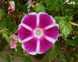 Pink and White striped Asagao (Ipomoea nil cv), Sunset-Sunrise Ark exhibition by Patrick Blanc and Hibino, 21st Century Museum, Kanazawa, Sept. 2012