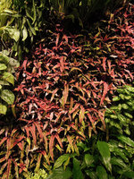 Pink tongue leaves of Cryptanthus bivittatus, Sofitel Palm Jumeirah, Dubai